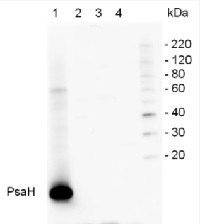 PsaH | PSI-H subunit of photosystem I (plants) in the group Antibodies Plant/Algal / Photosynthesis / PSI (Photosystem I) at Agrisera AB (Antibodies for research) (AS06 105)